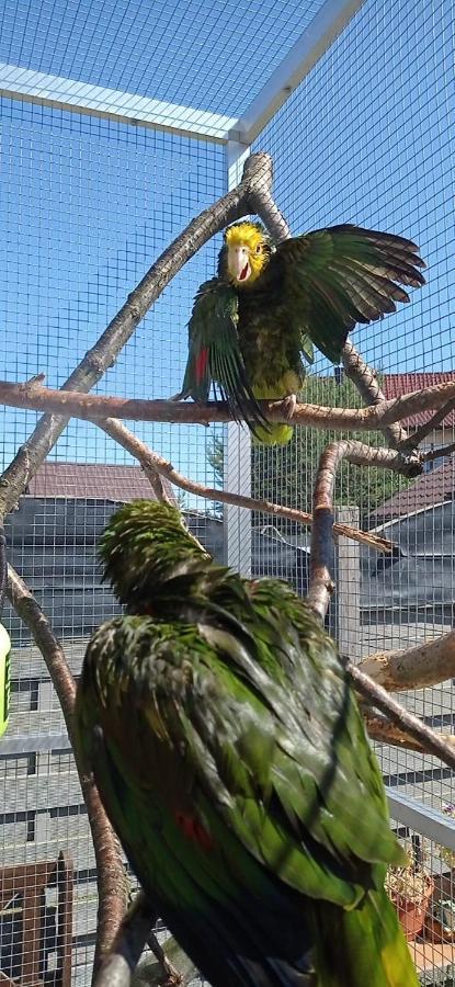 Maly Apartamencik Teo レバル エクステリア 写真